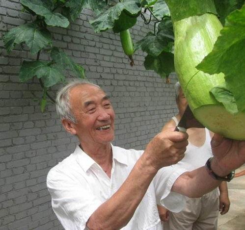 农村免费吃瓜大爷,共享丰收喜悦的温馨画面  第2张 农村免费吃瓜大爷,共享丰收喜悦的温馨画面  第2张