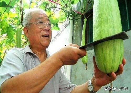 农村免费吃瓜大爷,共享丰收喜悦的温馨画面  第3张 农村免费吃瓜大爷,共享丰收喜悦的温馨画面  第3张