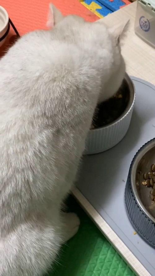 有好多爆料的猫吗视频,“有好多爆料的猫吗”视频背后的秘密  第2张