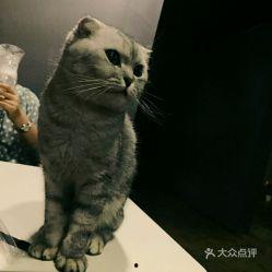 猫之谷全集在线观看,探寻神秘谷地,揭秘猫咪世界的奇幻之旅  第3张 猫之谷全集在线观看,探寻神秘谷地,揭秘猫咪世界的奇幻之旅  第3张