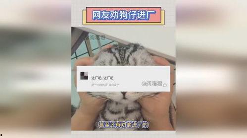 狗仔如何爆料狗粮视频,狗粮视频背后的甜蜜真相  第3张